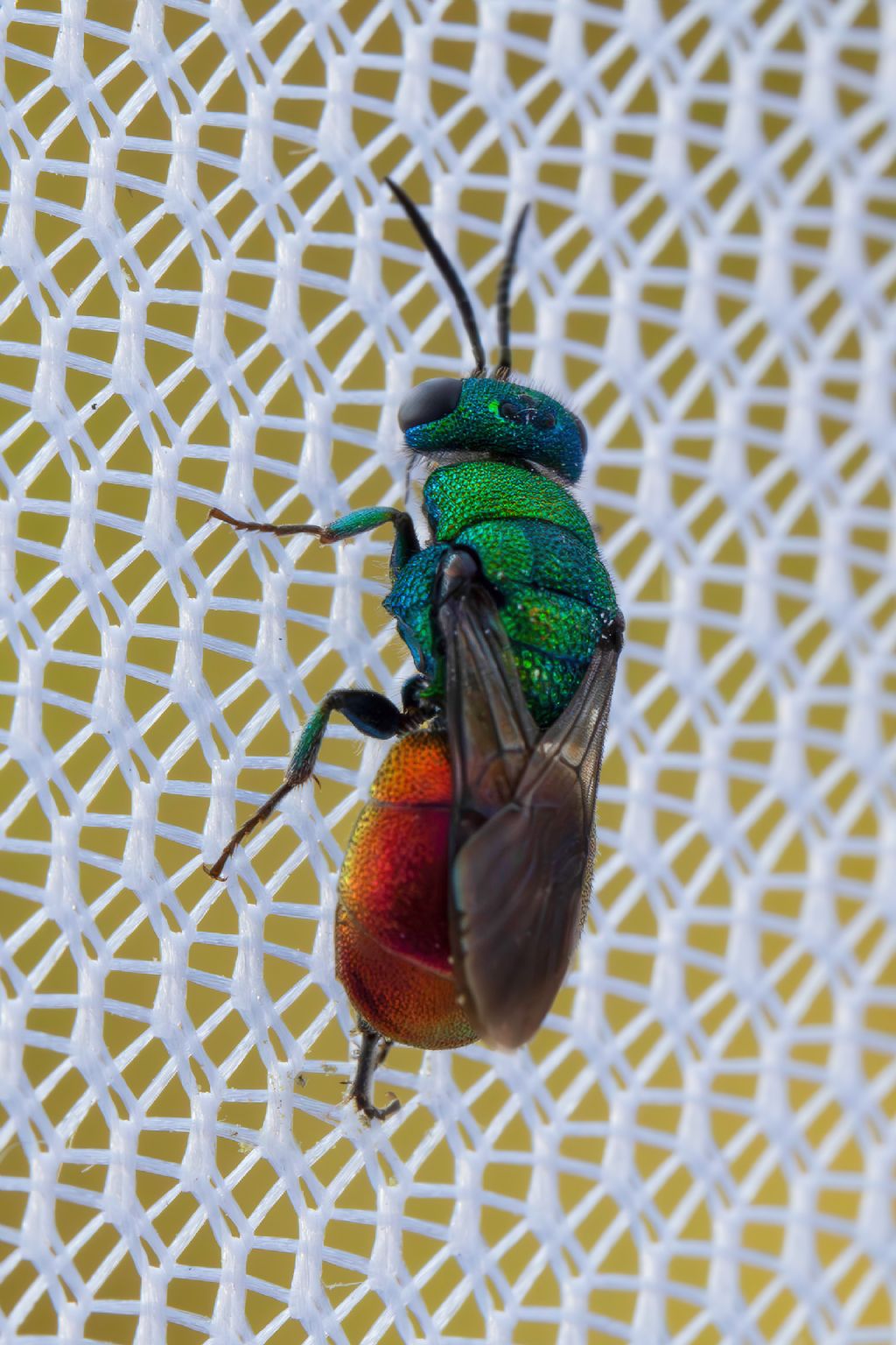 Chrysididae sp.